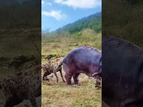 Animals video|Animals shorts|cute animals video|never forget