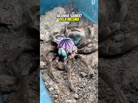 UMA ARANHA SAINDO DE DENTRO DELA MESMA? IA OU REAL? | wildboppre #shorts