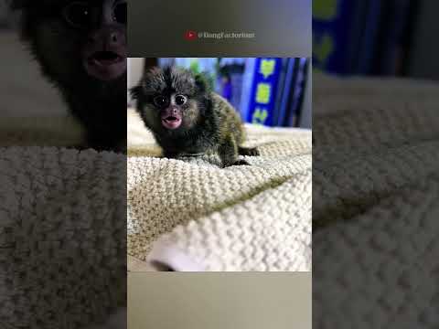 A man saves and gives a home to an abandoned baby marmoset #animals #rescue #love #cute #pets