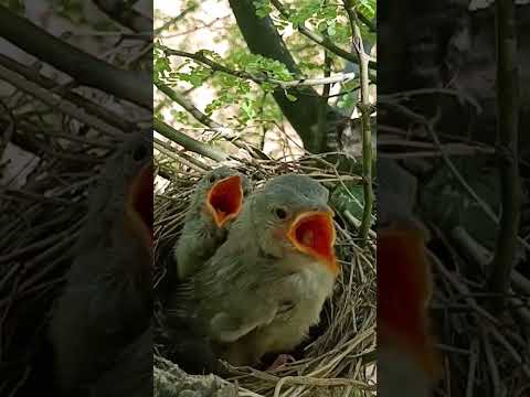 Wild babbler bird babies will fly leave soon (p 3) #shorts
