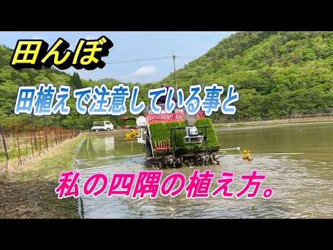 【田んぼ】田植えで注意している事と、私の四隅の植え方。
