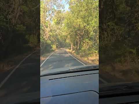What a short road somewhere in Jungle #shortroad #jungle #nature #forest
