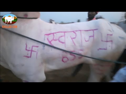 हिंद केसरी कोरेगाव मैदान 2025 / बैलगाडी शर्यत  / khillar cow
