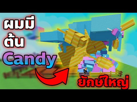 ในที่สุด...ผมก็ได้ต้นCandy🌈ที่คนทั้งเซิร์ฟอยากมี! | Grow a Garden