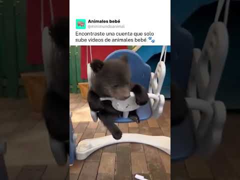 #animalesbebes #animales