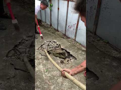 Smart Crocodile dig tunnel to escape