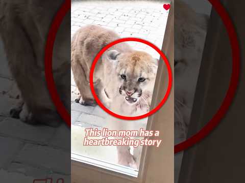 The love of a kind man cures the loneliness of a lion#shorts #animals