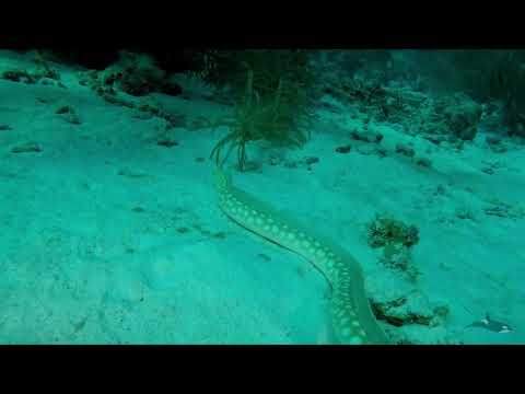 Sharptail snake eel, Myrichthys breviceps - Bonaire!