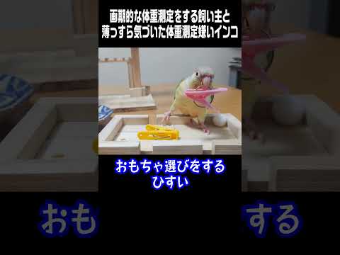 画期的な体重測定をする飼い主と薄っすら気づいた体重測定嫌いインコ😂　 #Short #インコ #ウロコインコ #小鳥 #お笑い #おもしろ動画 #conure #Green-cheeked