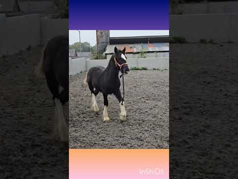 Bonnie's 1st 24 hours in her new home #foal #shirehorse #horse #equestrian #horsebreed #welshpony