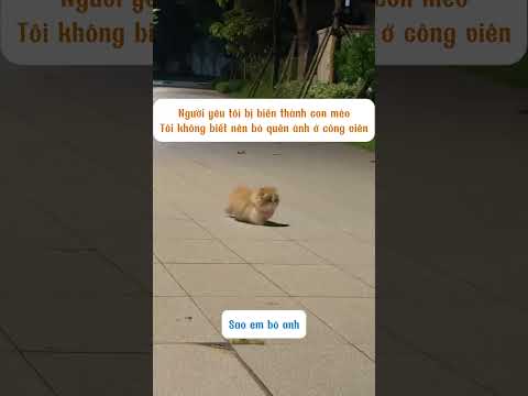 bạn trai biến thành mèo thật rồi #thinhhanh #cat #meow #pets #funny #cute #giaitri
