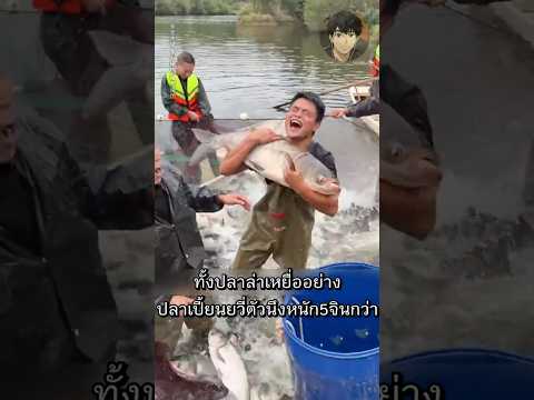 ลงทุนเหมาบ่อโคตรแพงแต่ปลาใหญ่หายหมด #shorts #ไวรัล #ตกปลา #คลายเครียด