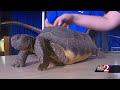 Gopher Tortoise Facts and Habits