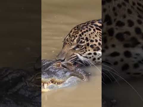Pantera onca es un experto asesino y no falla! #youtube #wildlife #animals #subscribe #shorts #yt