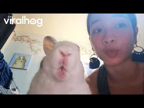 Adorable Bunnies That Will Melt Your Heart! 🐇💖 || ViralHog