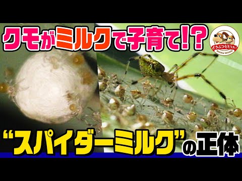 【捕食シーンあり】グルグル巻きにされた獲物に100匹の子どもたちが群がる・・・!まさかクモがミルクで子育て!?スパイダーミルクの正体に迫る・コガネヒメグモ【どうぶつ奇想天外/WAKUWAKU】
