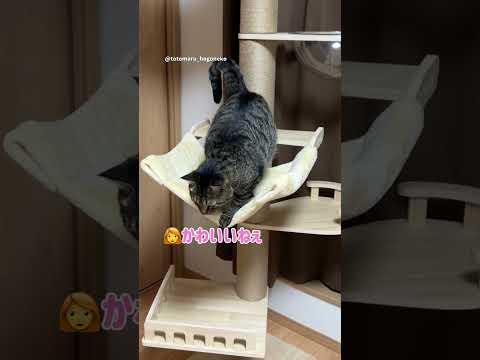 落ちる？落ちない？ #保護猫 #ととまる #cat