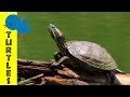 Turtle Facts and Characteristics