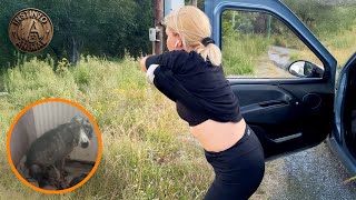 Lo Rescató con su Camiseta… Sin pelo y Herido - Conmovedora Recuperación