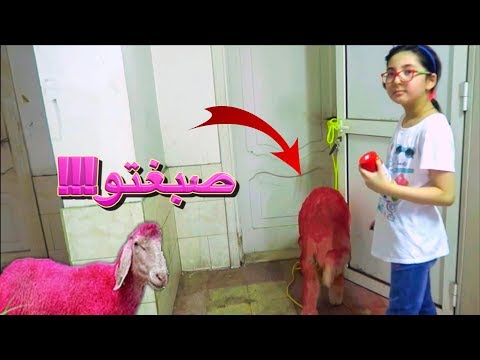 🔴 مقلب الخروف في شيرين🐑!! صبغتو احمر!!!