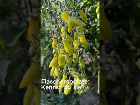 Flaschentomate: Hast du so eine schon mal gesehen?