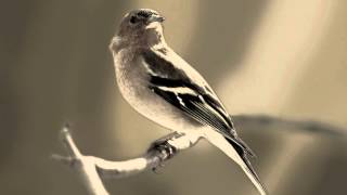 Tublatanka - Sedí vrabček