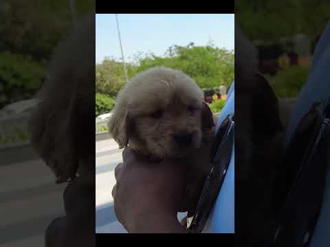 #27 Who is SIMBA?🐾🐾#shorts #minivlog #ashortaday #goldenretriever