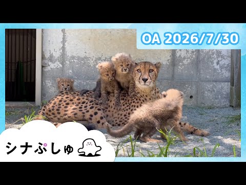 【赤ちゃんが喜ぶ】シナぷしゅ公式26/07/30│赤ちゃんが泣き止む・知育の動画