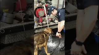 Jack Russell Terriers Are Much Smarter Than You Think