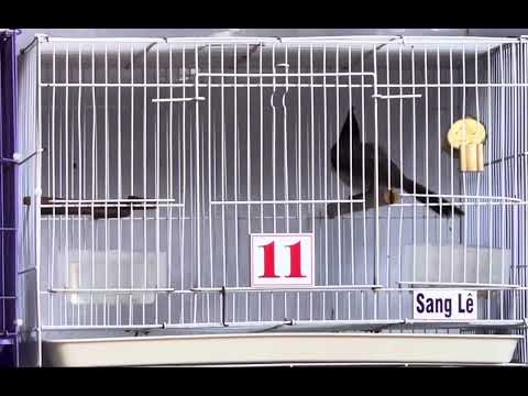 Mã 11 cọp chứ ko phải 🐻 chà chụp dã man ae thích ib 🌾êm