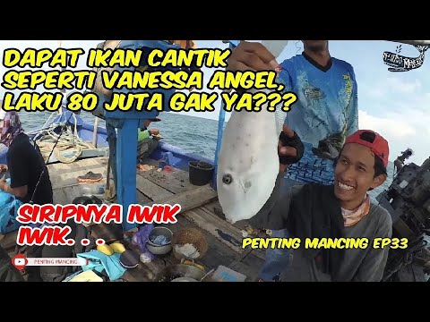 Mancing Dapat Ikan Cantik Seperti Vanessa Angel, Laku 80 Juta Gak Ya Penting Mancing Ep33