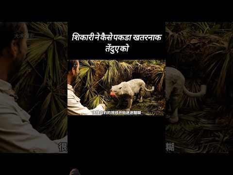 Tiger attack🥺 #animals #amazingfacts #dog #knowledge #animalfacts #movie