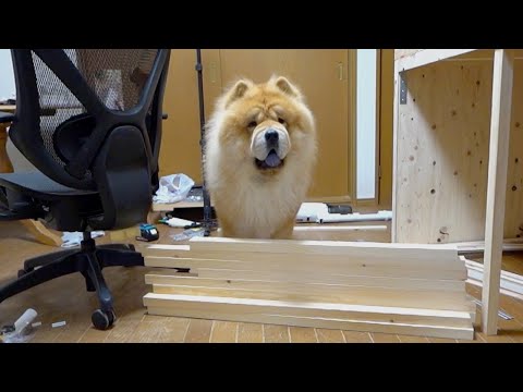 チャウチャウ犬の超えられない壁が低すぎる