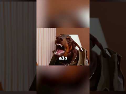 Seis perros dóberman entraron en un banco para robar#viralvideo #shortvideo #shorts