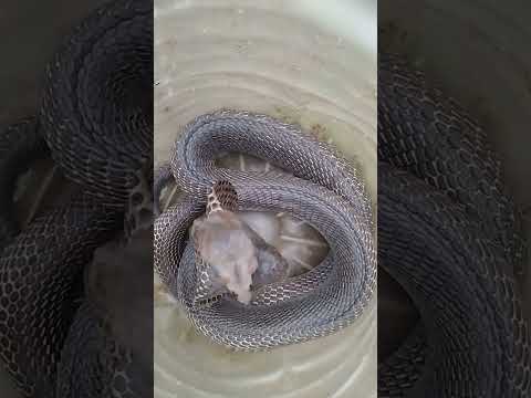 😱🥱बहुत ही विशाल कोबरा सांप🐍 के फन पर चूहा 🦨🦨चढ़ कर बैठ गया।#shortsvideo#rat#shorts#trendingshorts