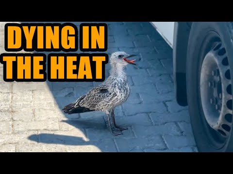 This Baby Seagull Was Dying in the Sun… Until I Stepped In | Seagull Rescue Story