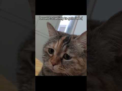Cats but they get sadder 🥺 #cats #tiktok #sad