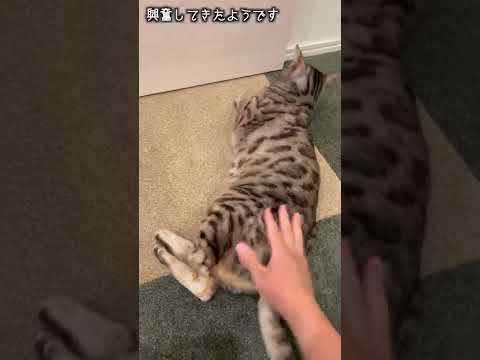 尻叩きが気持ち良すぎてクセになってる猫さん #shorts