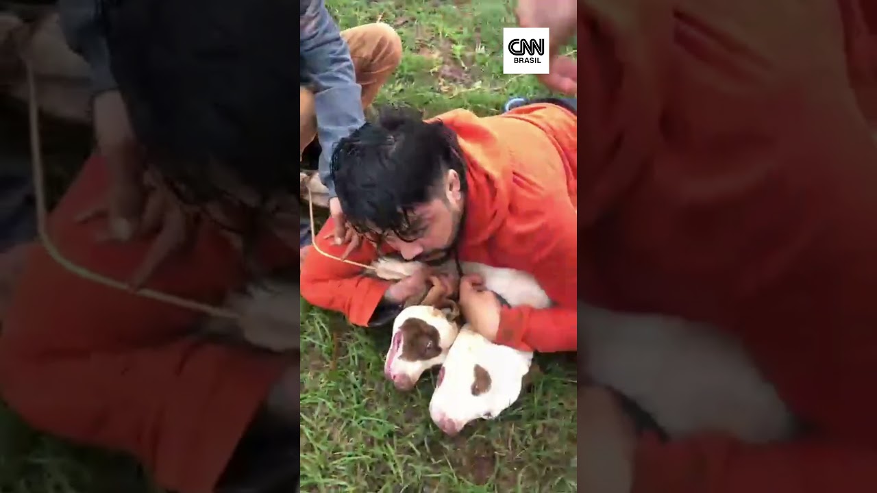Lutador de muay thai imobiliza dois pitbulls após ser atacado em MS