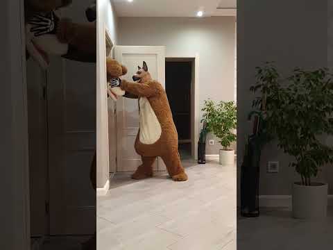 A big fat shaggy dog meets a bear