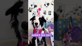 Rescue puppy’s first birthday! 🥹 #dogbirthday #puppyparty #dogmom