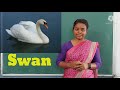 Bird Characteristics and Diets