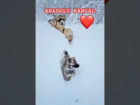 🇹🇷ANADOLU KANGAL ❤️ #anadolukangal #kangal #köpek #kanqal #akbaş #alabayi #alabay #pitbull #dogo