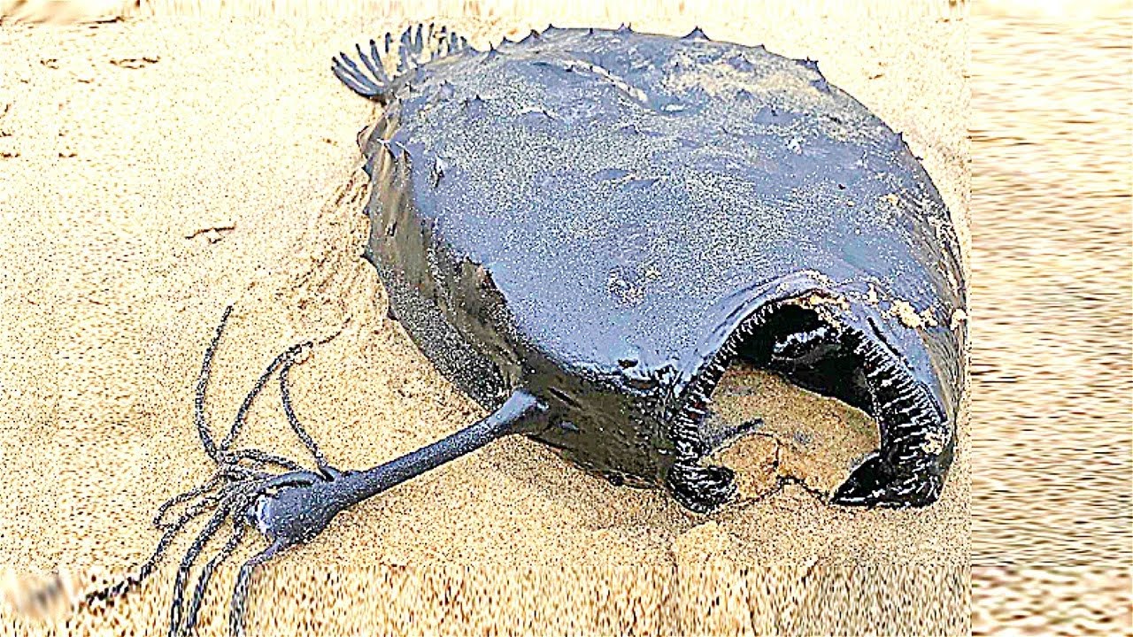 15 Largest Sea Creatures Washed Up on Shore