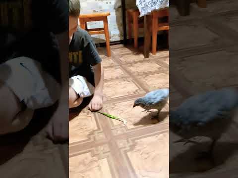 Цыпленок и лук 😂