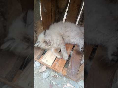 28 September 2025 mpus sekarang jadi males gak tau hamil gak nya #cat #kucing #cute #funny