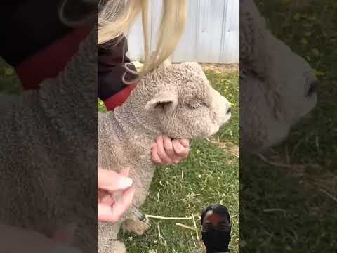 How Is Sheep Hair Being Taken OFF So Easily #shorts
