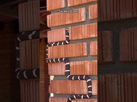 Snake Core. 🐍🐍 #snake #funnypets #zooanimals #wildlife #wildanimals #fyp #viralvideo