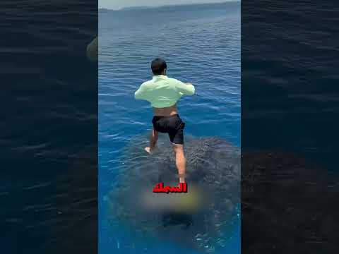 اصطاد قطيع من السمك بدون ادوات!