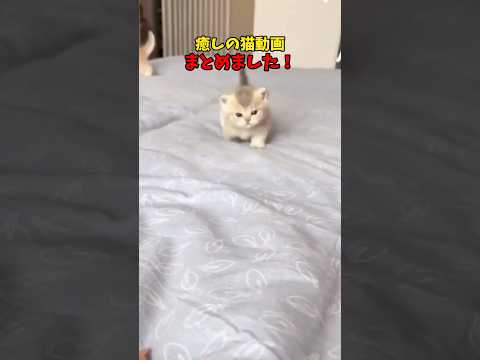 猫の動画サムネイル - 癒しが沢山🐈 #猫 #cat #cats #cute